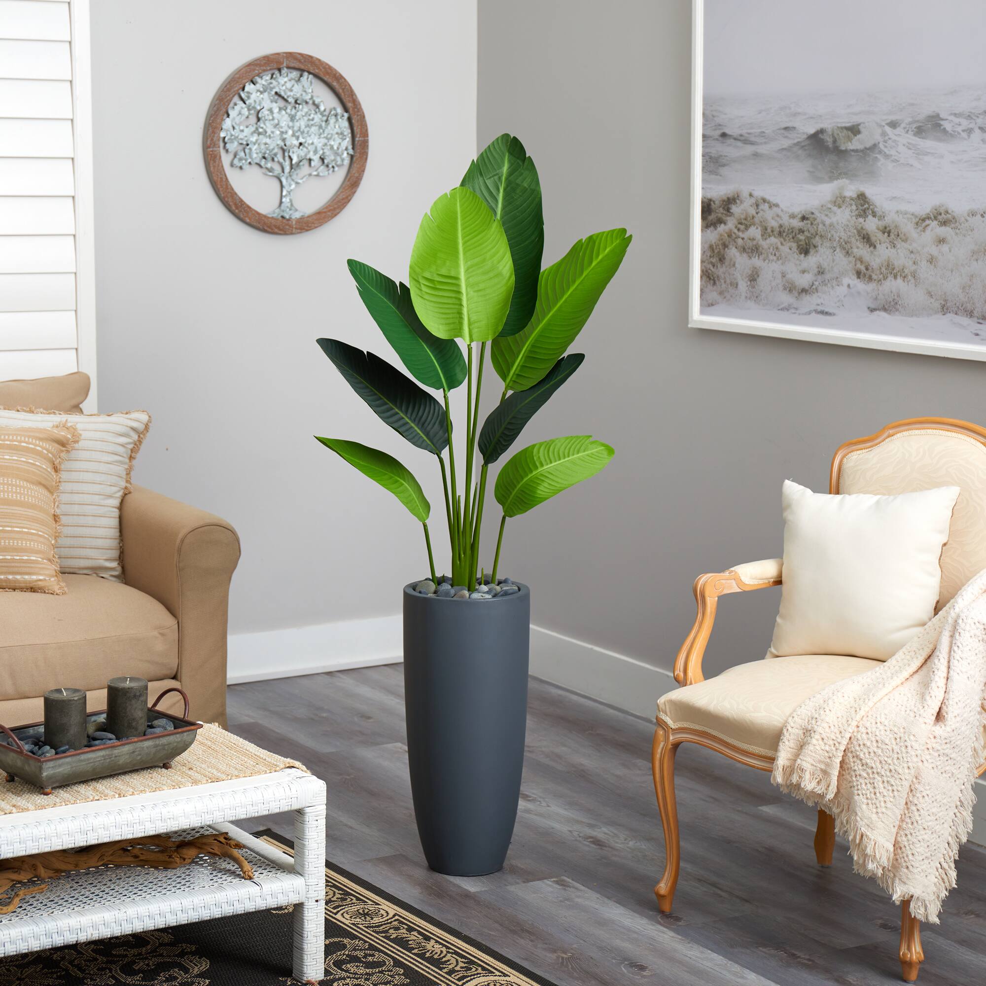 5.5ft. Traveler's Palm Tree in Gray Planter